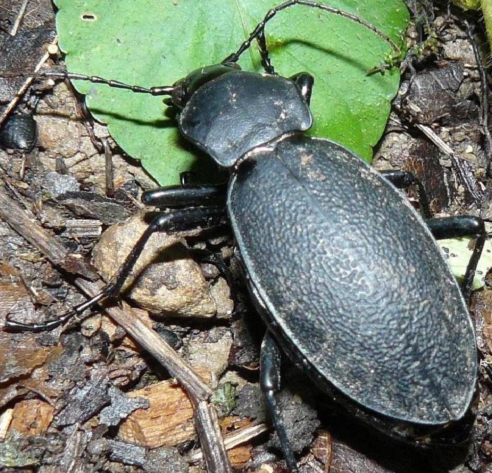 Chrysomela populi,  Mimela junii, Carabus coriaceus.